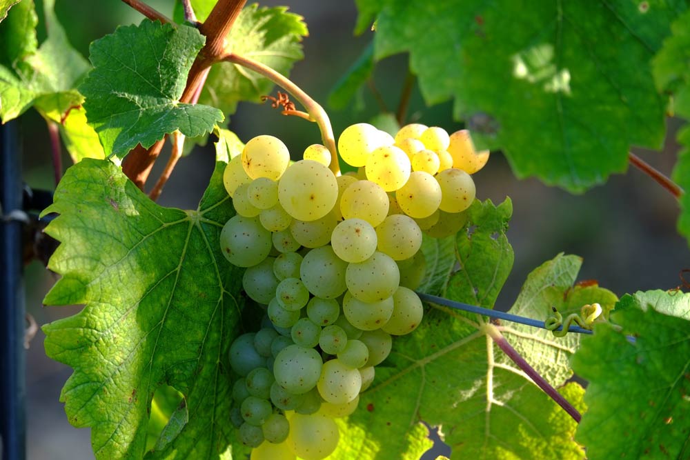 Винный тур: белое вино Соаве
